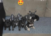 Photo №2 to announcement № 117918 for the sale of french bulldog - buy in Serbia private announcement