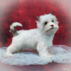 Photo №1. yorkshire terrier - for sale in the city of St. Petersburg | 1900$ | Announcement № 8352