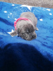 Photo №4. I will sell cane corso in the city of Dnipro. private announcement - price - 354$