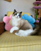 Photo №2 to announcement № 121717 for the sale of ragdoll - buy in Russian Federation breeder