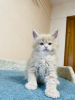 Additional photos: Healthy cute adorable and socialized Maine coon kittens