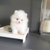 Additional photos: pomeranian