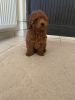 Photo №4. I will sell poodle (toy) in the city of Панчево. breeder - price - negotiated