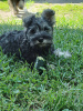 Photo №3. Miniature Schnauzer puppies for sale (pepper and salt). Belarus