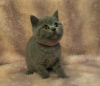 Photo №2 to announcement № 7989 for the sale of british shorthair - buy in Poland private announcement