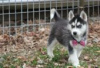 Photo №1. siberian husky - for sale in the city of Berlin | Is free | Announcement № 126156