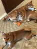 Photo №2 to announcement № 42018 for the sale of shiba inu - buy in Russian Federation breeder