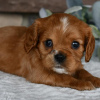 Photo №3. Cavalier King Charles Spaniel available. Brazil