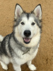 Photo №2 to announcement № 121181 for the sale of alaskan malamute - buy in Russian Federation from the shelter