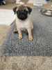 Photo №1. pug - for sale in the city of Košice | negotiated | Announcement № 85087