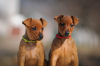 Photo №3. miniature pinscher puppies. Ukraine