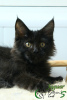 Photo №4. I will sell maine coon in the city of St. Petersburg. private announcement, from nursery, breeder - price - 552$