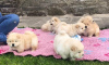 Photo №1. chow chow - for sale in the city of Bremen | Is free | Announcement № 83220