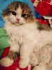 Photo №4. I will sell scottish fold in the city of Krakow. breeder - price - 828$