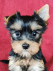Photo №2 to announcement № 75520 for the sale of yorkshire terrier - buy in Lithuania private announcement