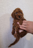 Photo №3. Poodle puppies for sale. Finland