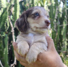 Additional photos: Dachshund puppies