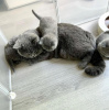 Photo №1. british shorthair - for sale in the city of Darien | 350$ | Announcement № 122944