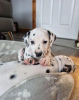 Photo №3. Beautiful Dalmatian Pups,. United Kingdom