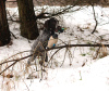 Photo №4. I will sell german wirehaired pointer in the city of Reszel. breeder - price - 1057$