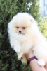 Photo №1. pomeranian - for sale in the city of Kiev | 1780$ | Announcement № 7693