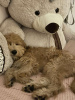 Additional photos: Goldendoodle F1