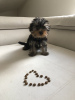 Photo №1. yorkshire terrier - for sale in the city of Marseilles | negotiated | Announcement № 58279