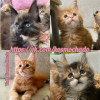 Photo №2 to announcement № 96579 for the sale of maine coon - buy in Russian Federation from nursery