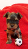 Photo №3. Yorkshire Terrier. Germany