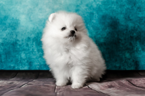 Photo №2 to announcement № 4453 for the sale of pomeranian - buy in Russian Federation from nursery, breeder