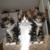 Additional photos: Available Maine Coon kittens for sale