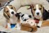 Photo №3. Beagle puppies for sale. Germany