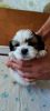 Photo №4. I will sell shih tzu in the city of Krivoy Rog.  - price - 230$