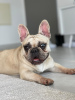 Photo №1. french bulldog - for sale in the city of Harish | 3698$ | Announcement № 36209