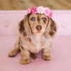 Photo №3. DACHSHUND PUPPY. United Kingdom