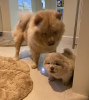 Photo №2 to announcement № 36507 for the sale of chow chow - buy in Russian Federation 