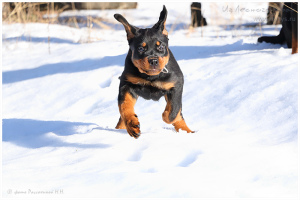 Photo №1. rottweiler - for sale in the city of Nizhny Novgorod | 399$ | Announcement № 5601
