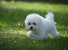 Additional photos: Bichon Friesian male puppy