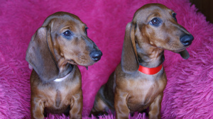 Photo №4. I will sell dachshund in the city of Eagle. breeder - price - negotiated