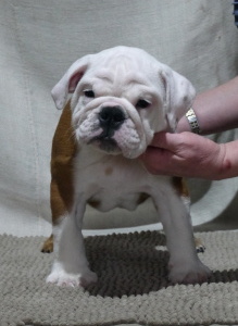 Photo №4. I will sell english bulldog in the city of Vilnius. from nursery - price - Negotiated