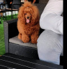 Photo №3. Toy Poodle, male, available for mating. Serbia