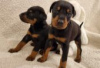 Photo №2 to announcement № 126927 for the sale of dobermann - buy in Germany private announcement