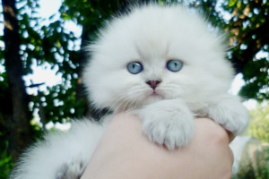 Photo №2 to announcement № 3414 for the sale of scottish fold - buy in Russian Federation private announcement