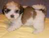 Photo №1. lhasa apso - for sale in the city of Berlin | Is free | Announcement № 126952