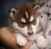 Photo №1. siberian husky - for sale in the city of Hamilton | 423$ | Announcement № 99743