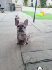 Photo №2 to announcement № 60929 for the sale of french bulldog - buy in Russian Federation private announcement