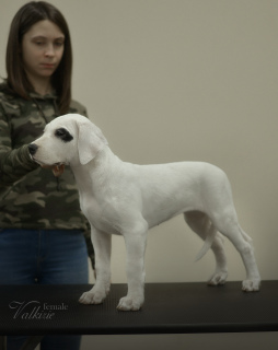 Photo №3. Great Dane of Argentina 4 months Puppy from star parents. Russian Federation