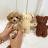 Photo №2 to announcement № 114202 for the sale of poodle (toy) - buy in Finland private announcement, breeder