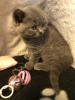 Photo №1. british shorthair - for sale in the city of Утрехт | Is free | Announcement № 9667