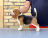 Additional photos: Beagle puppies from top show parents